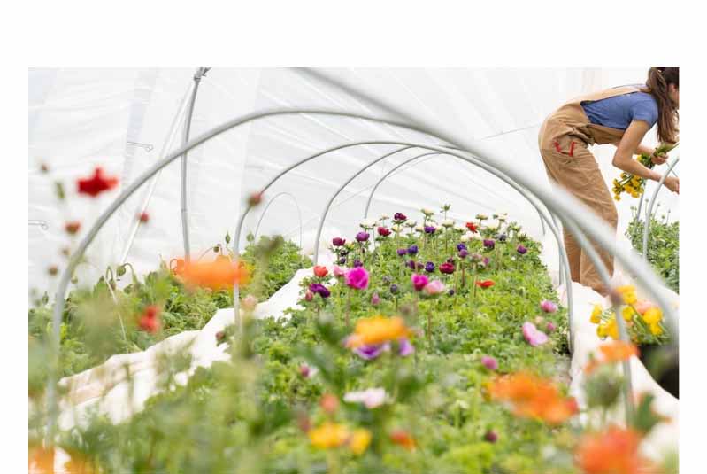 花農家イメージ